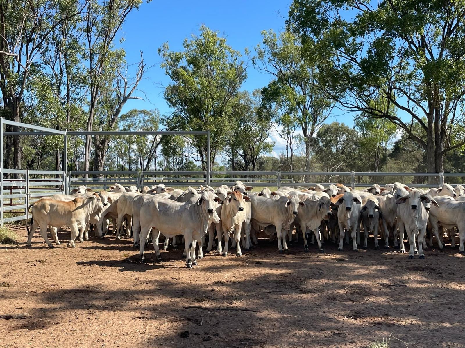 Brahman cattle in an Australian holding yard