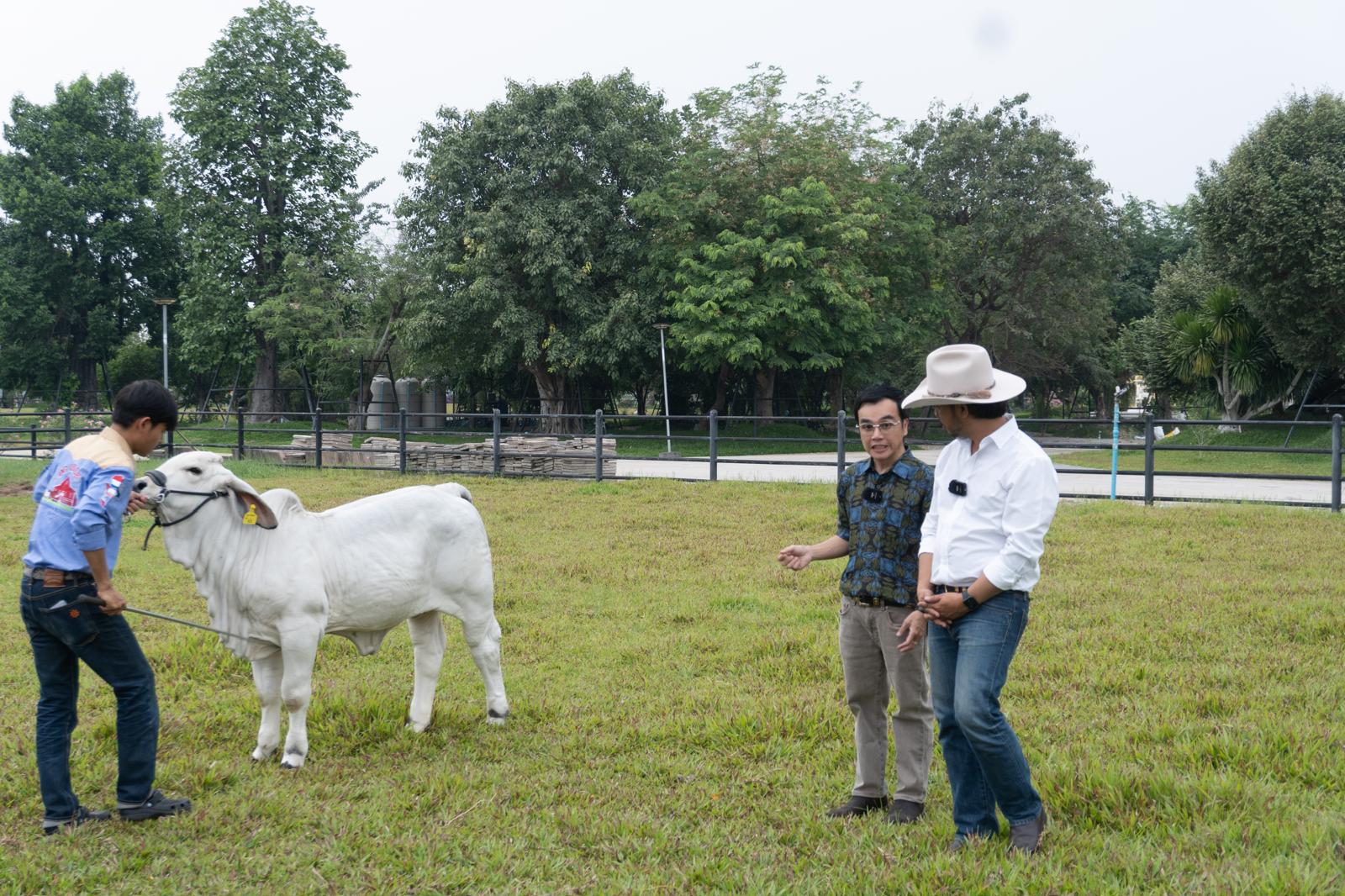 Stockman with Brahman cattle at sunset