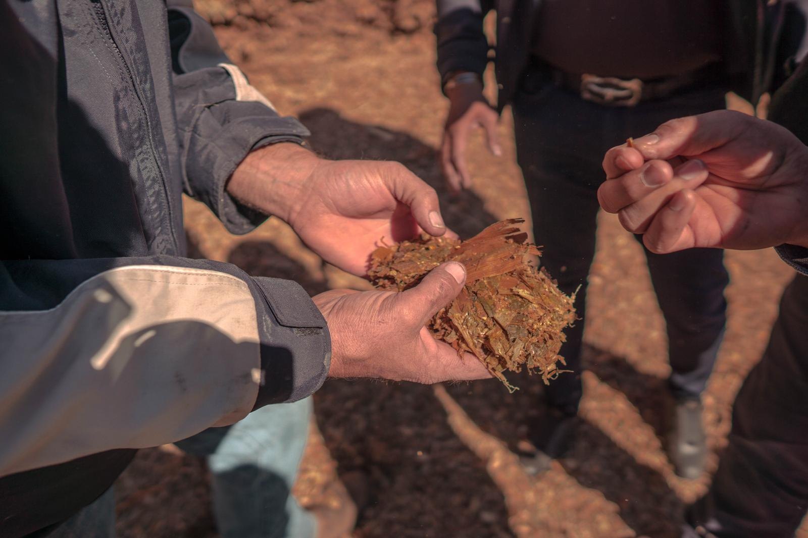 Hands inspecting a ration sample on a feed pad