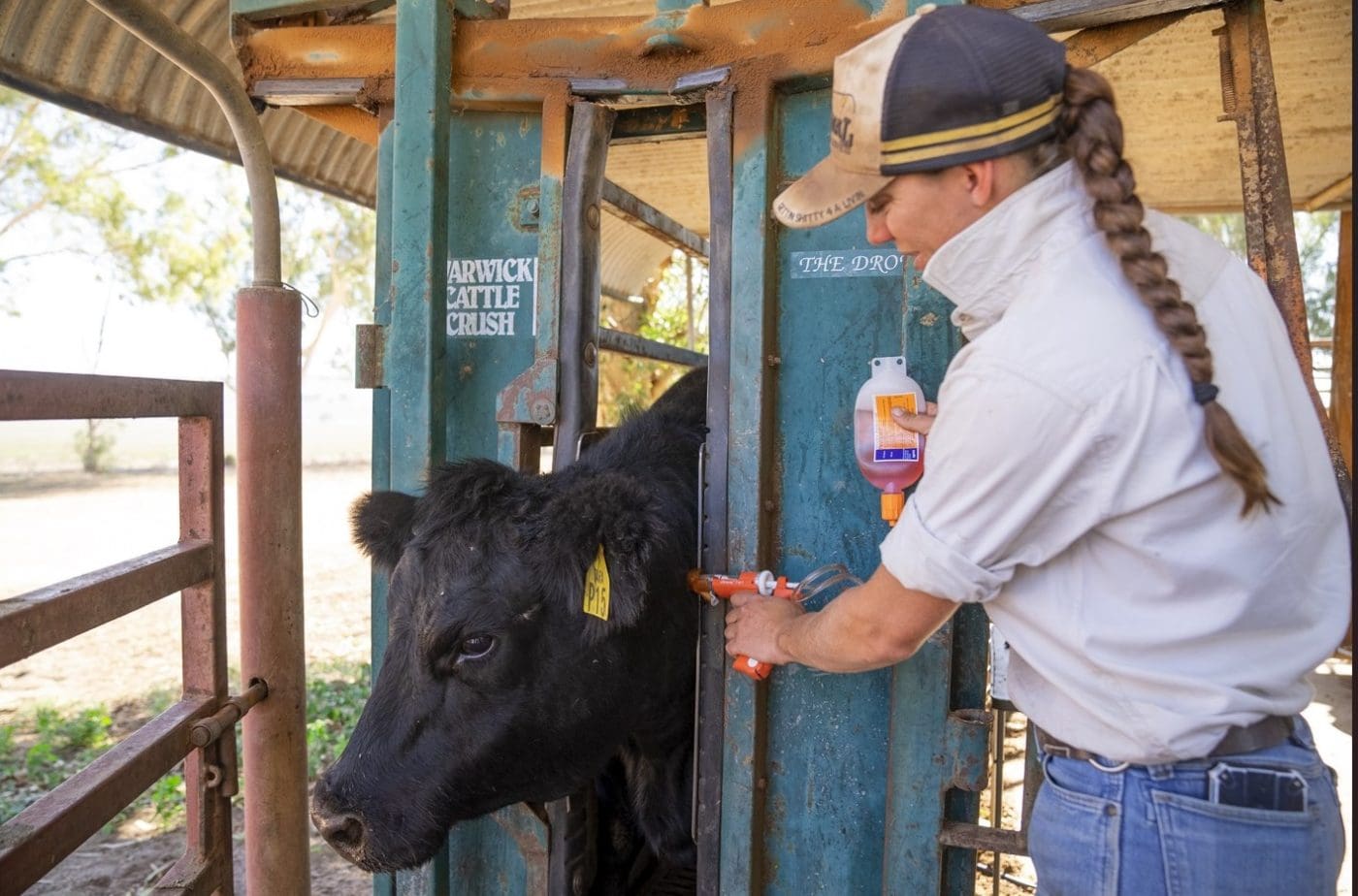 Veterinarian examining young Brahman calf