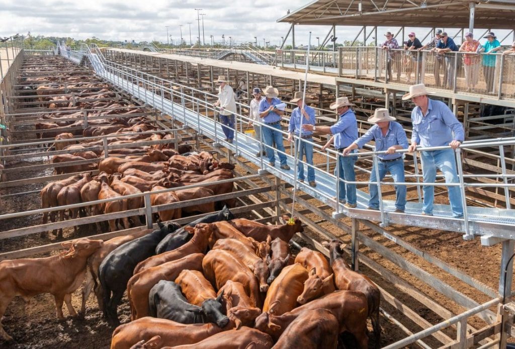 Brahman cattle in modern handling yard at dawn